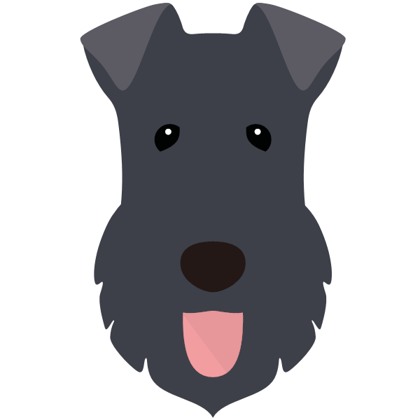 Kerry Blue Terrier