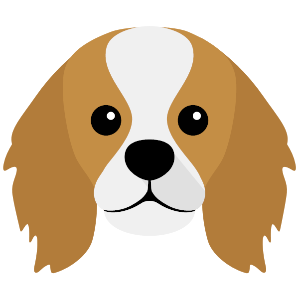 King Charles Spaniel