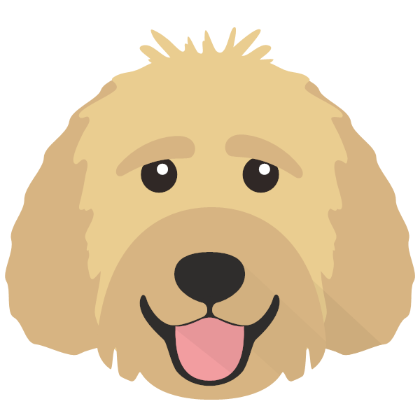 Labradoodle