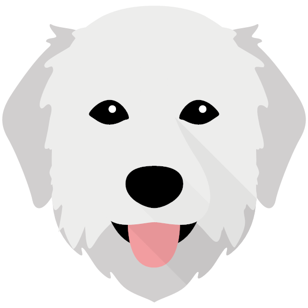 Maremma Sheepdog