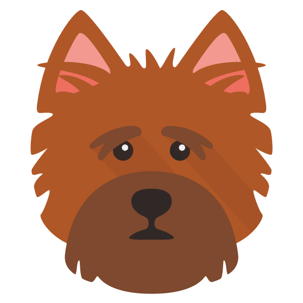 Norfolk Terrier