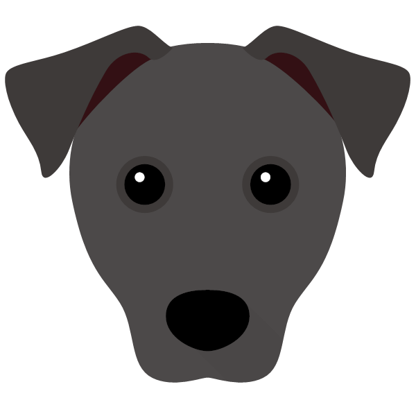 Patterdale Terrier