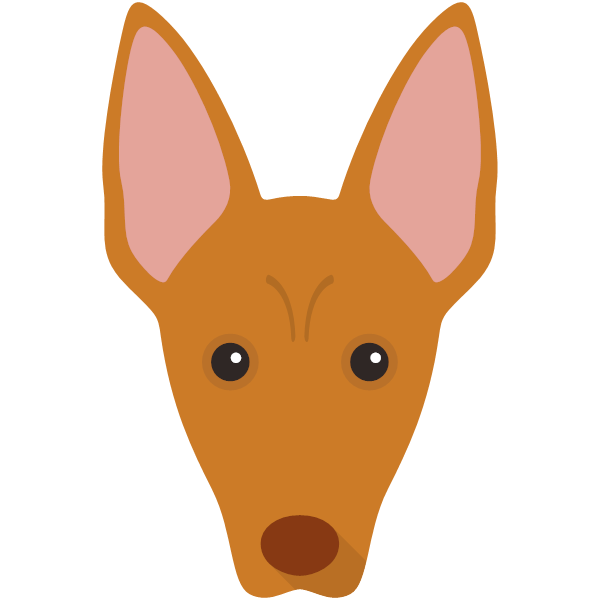 Pharaoh Hound