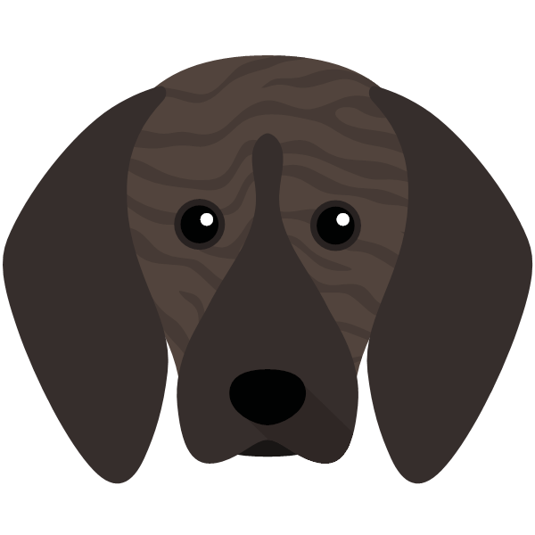 Plott Hound