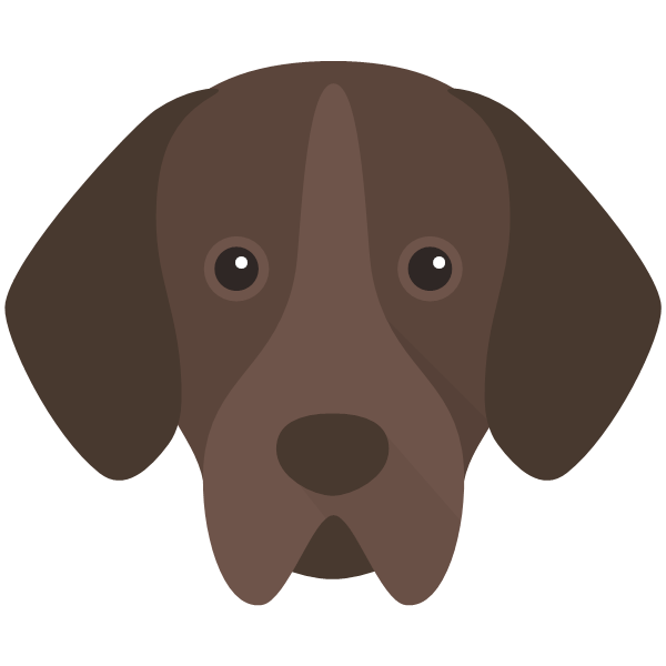 Portuguese Pointer