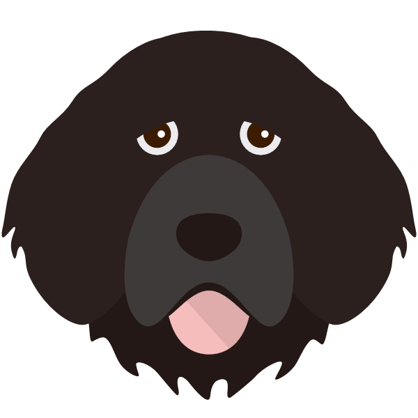 Portuguese Water Dog