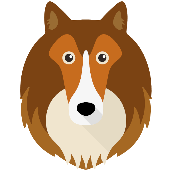 Rough Collie