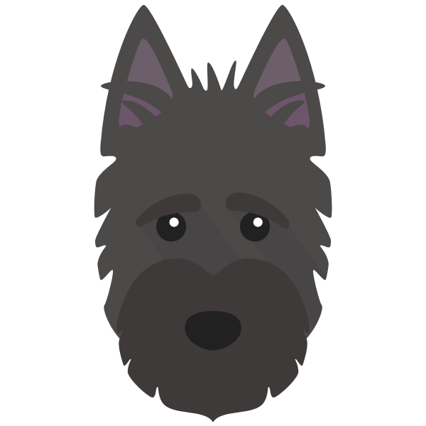 Scottish Terrier