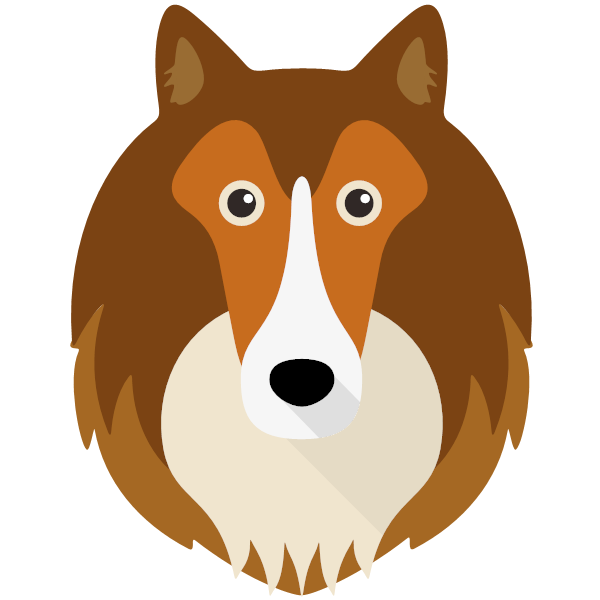 Shetland Sheepdog