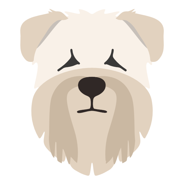 Soft Coated Wheaten Terrier