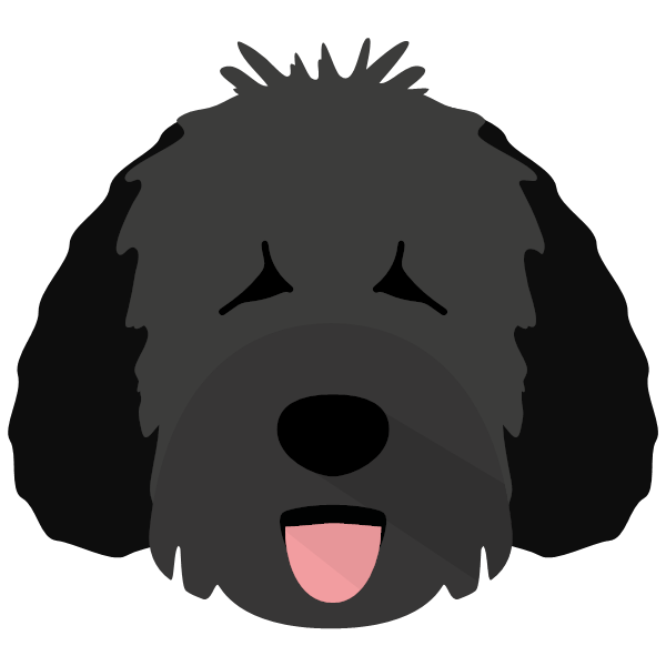 Spanish Water Dog