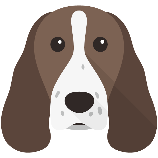 Springer Spaniel