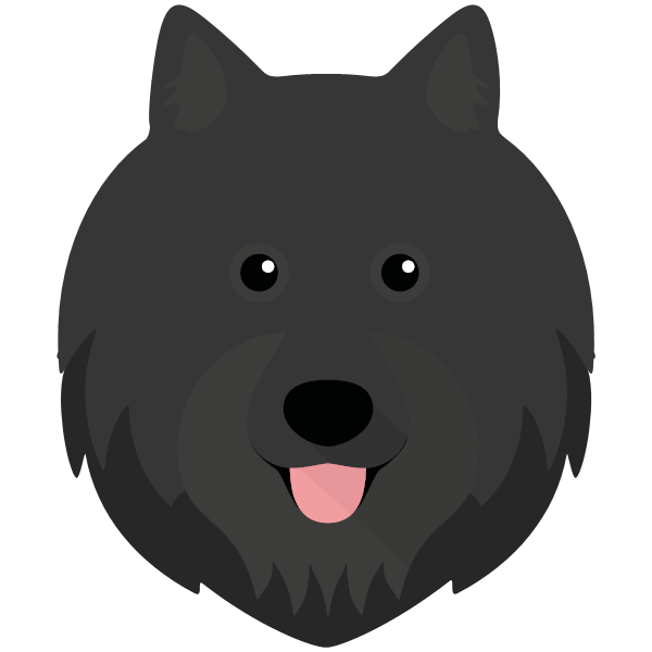 Swedish Lapphund