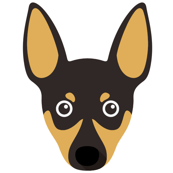 Toy Fox Terrier