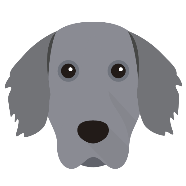 Weimaraner