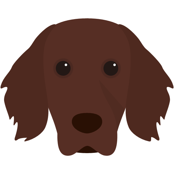 Working Cocker Spaniel