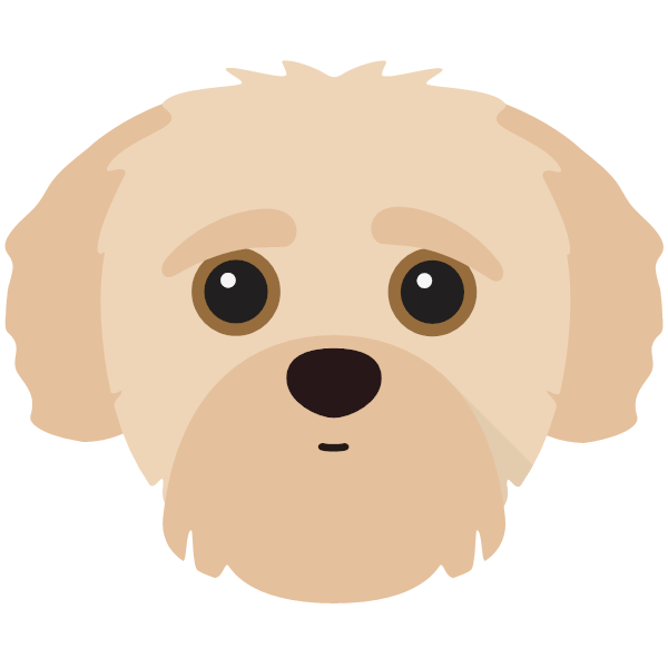 Yorkipoo